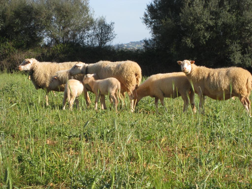 Finca Sa Cova Vella Manacor  Exterior foto